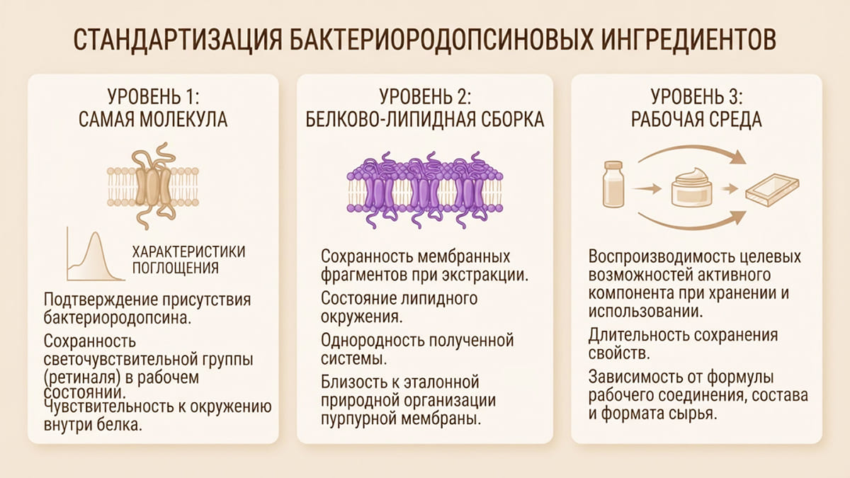 Пурпурная мембрана: почему бактериородопсину важно природное окружение