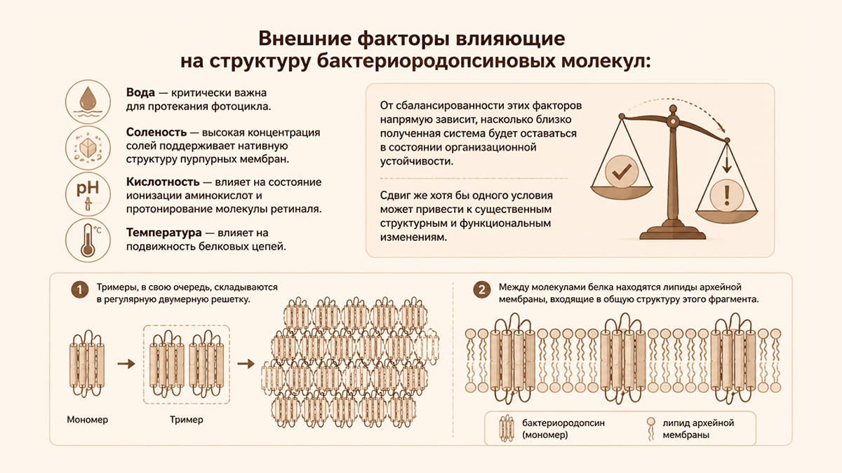 Пурпурная мембрана: почему бактериородопсину важно природное окружение