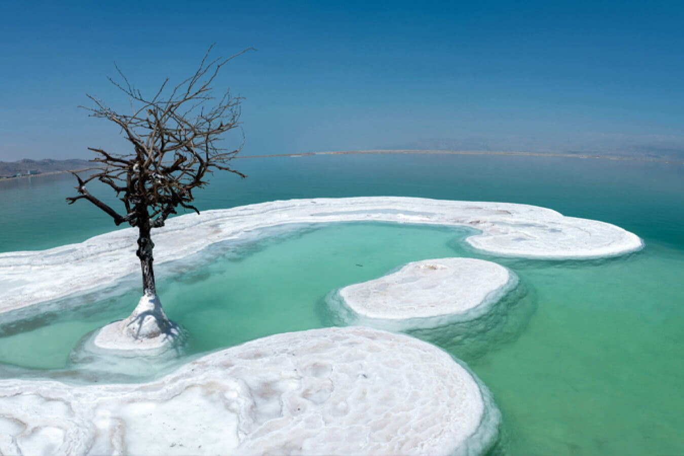 Галоархеи в косметике
