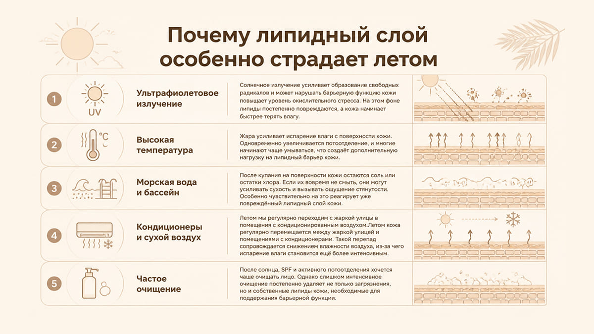 Роль липидного слоя кожи в жаркий сезон и как его восстановить