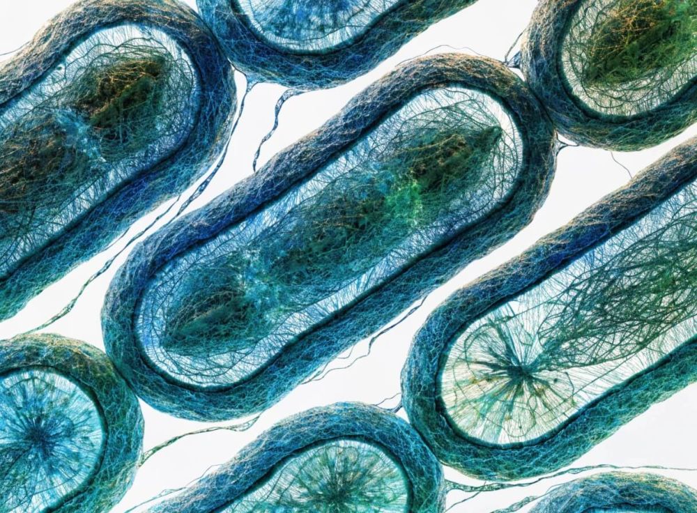 Галобактерии — экстремалы микромира: в чем их ценность для науки